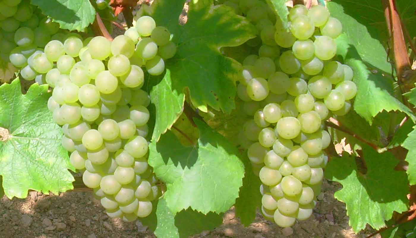 Мускат белый сверхранний виноград описание и фото