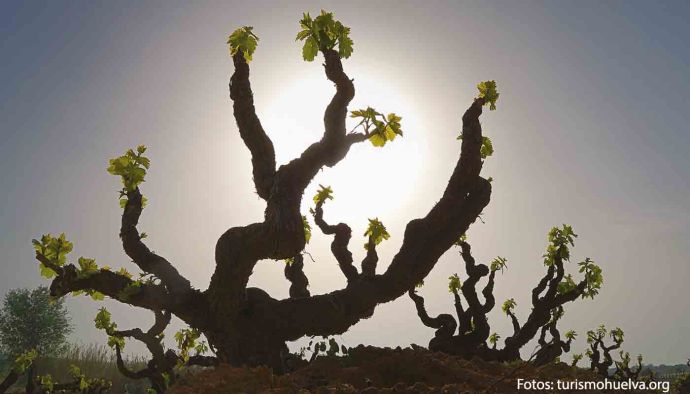Ruta del vino Condado de Huelva, de los Tartessos a Colón - enoturismo en España: Andalucía