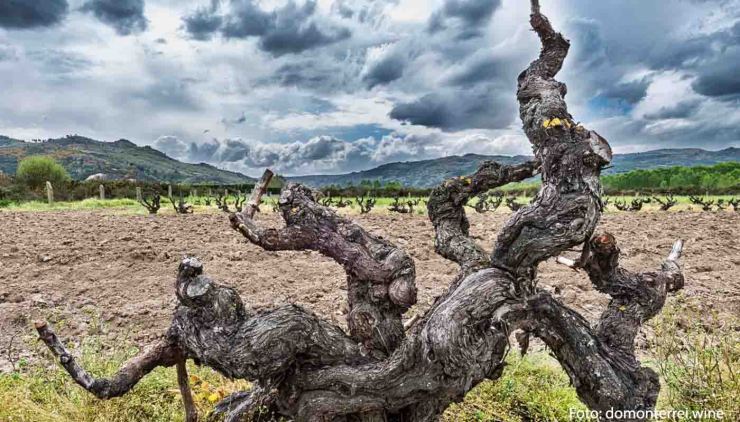 Denominación de origen Monterrei : vinos, uvas y bodegas - vinos de España - vinos de Galicia