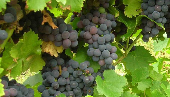 Mencía, características de la uva y sus vinos