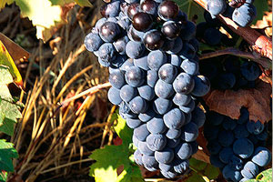 DOP Sierras de Málaga: tipos de uvas, vinos, bodegas y zona geográfica - vinos de España