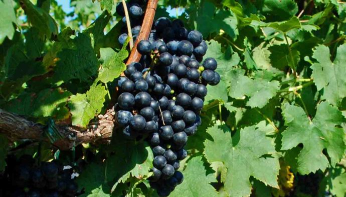 Cabernet Franc: características de la uva y sus vinos - diccionario de uvas para vinos