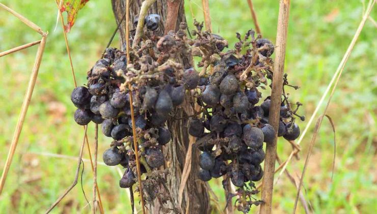 ¿Qué son los vinos de podedumbre noble o vinos botritizados? - tipos de vinos