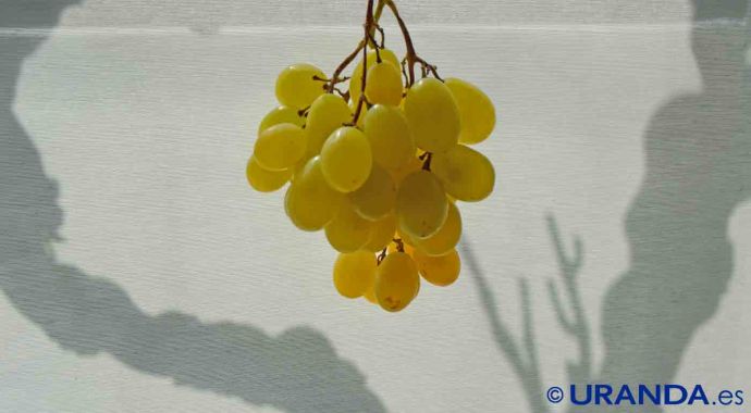xarel·lo: características de la uva y sus vinos